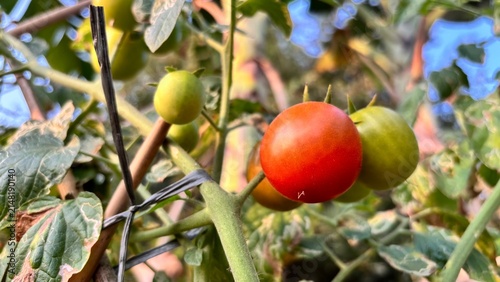 Canvas Print several tomatoes of various colors on a tomato plant, set against a natural vege