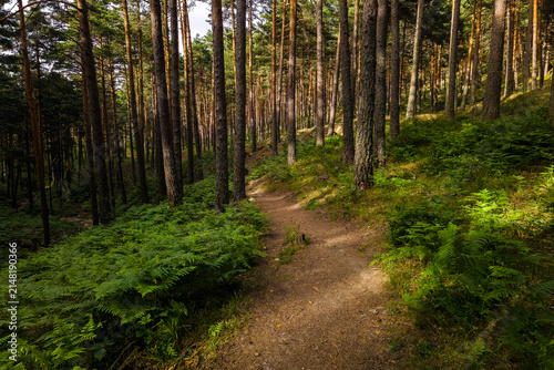 Scots pine forest trail through lush woodland habitat