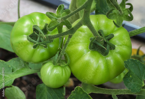 Unripe large green tomatoes on the vine in a greenhouse in closeup