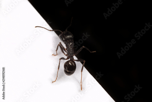 Foto ant walking at the edge of white sheet of paper against black