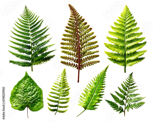 Fern Leaf Collection: A vibrant assortment of diverse fern leaves, showcasing various shades of green and intricate patterns, displayed against a clean white background.