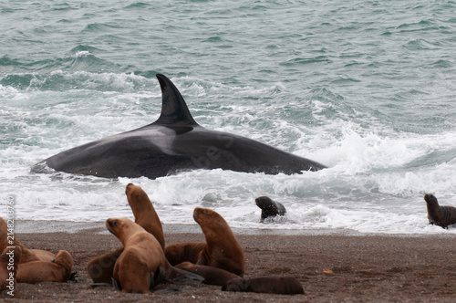 Fotografie Orca hunting sea lions using the intentional stranding technique.
