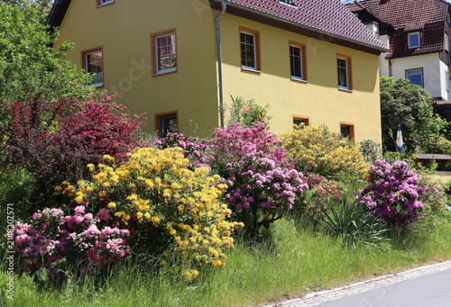 Rhododendron flowering in multiple colors surrounding a yellow house (Saxon Switzerland, Germany)