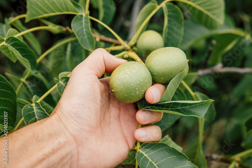 Careful hand cupping fresh unripe walnuts still on the branch, evoking the quiet satisfaction of a summer harvest.