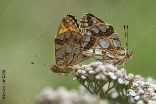 Argynnis Lathonia, Issoria Lathonia, Little Pearl Butterfly, Queen of Spain Fritillary, Butterfly, Insects, Copula, Mating, Butterfly, Butterflies