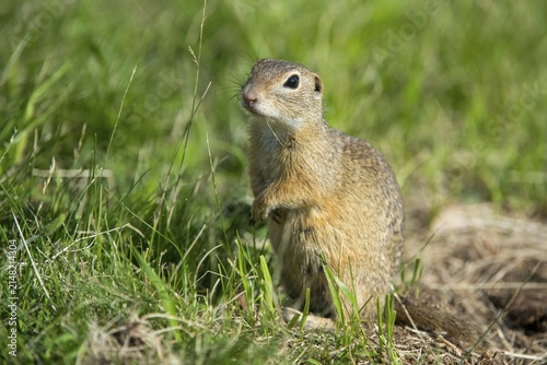 Citellus citellus, Czech Republic, European ground squirrel, common ground squirrel, rodents, rodentia, Czech Republic, mammals, rodents, mammals, ground squirrels