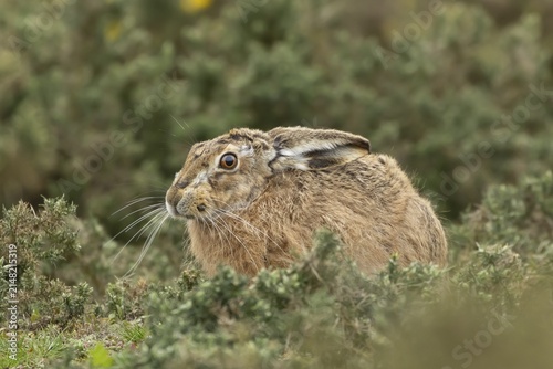 European brown hare (Lepus europaeus) adult animal amongst gorse bushes, England, United Kingdom