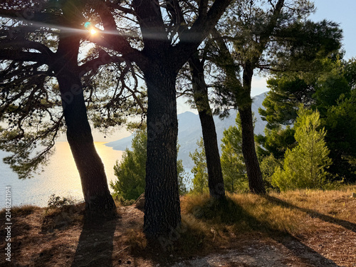 Pine trees frame the sunlit Adriatic coast from Biokovo mountain near Makarska, Dalmatia, Croatia.