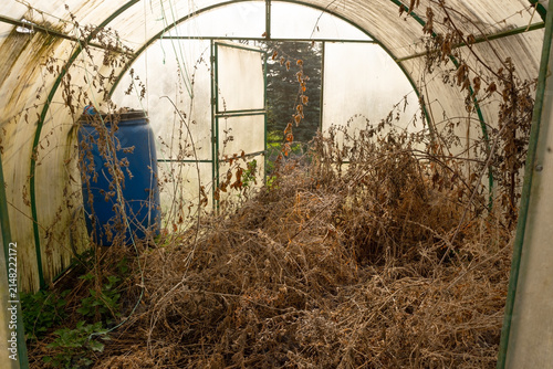 Bild auf Leinwand Dried plant remnants and dead vegetation with brown leaves fill a desolate neglected greenhouse