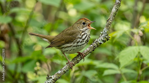 Small colorful ovenbird perched on a tree branch in a green forest with an open beak