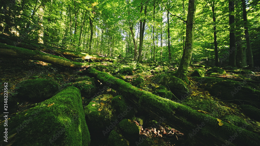 Fototapeta premium Sunlight filtering through a lush green forest illuminates moss-covered logs and wild mushrooms, creating a magical woodland atmosphere full of natural textures and peaceful scenery.