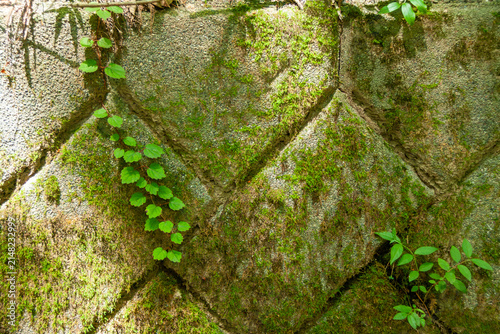 苔の生える古い壁