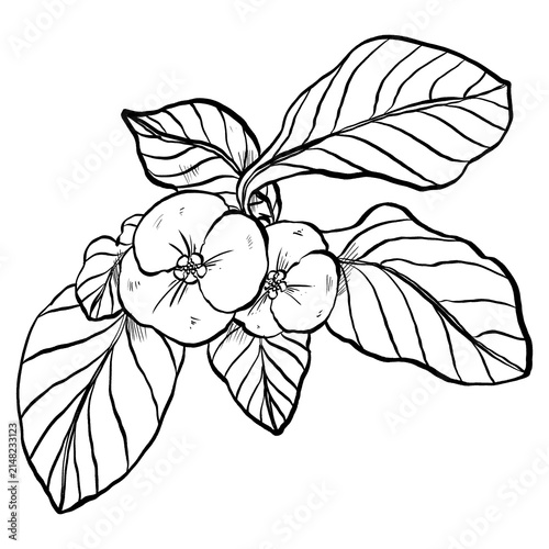 Foto Line art illustration of euphorbia geroldii flower