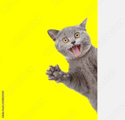 Shocked cat looking from behind blank white banner. isolated on yellow background