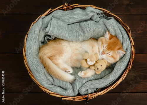 Quadro su tela Cozy golden chinchilla kitten sleeps inside a basket with favorite toy bear