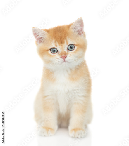 A golden chinchilla kitten sitting in front view and looks at camera. isolated on white background