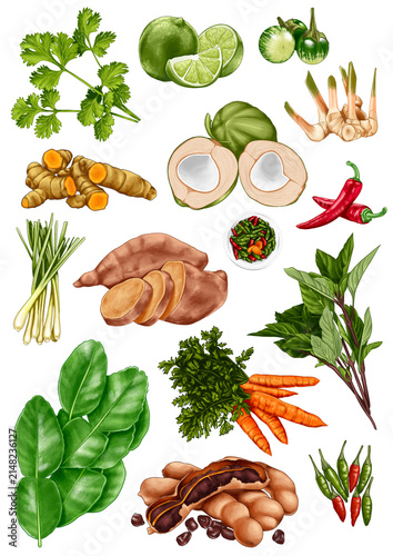 Asian Food fresh Ingredients and Thai Cooking Herbs Set, Hand Drawn Illustration