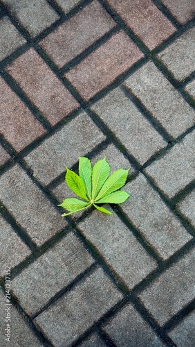 leaves on the pavement