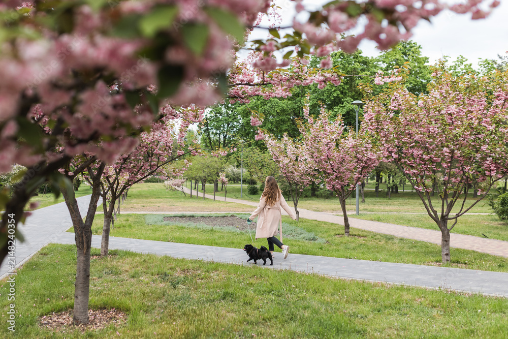 Fototapeta premium Woman walking a black pug dog on a leash in a blooming sakura park.