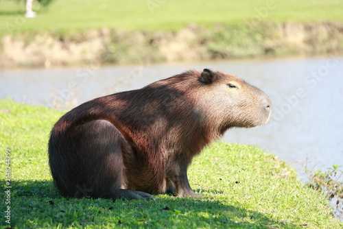 Capivara pegando sol no parque barigui em Curitiba, 