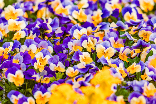 Viola, violet, at Therme Bad Griesbach im Rottal, Passau, Bavaria, Germany, on a sunny day in summer