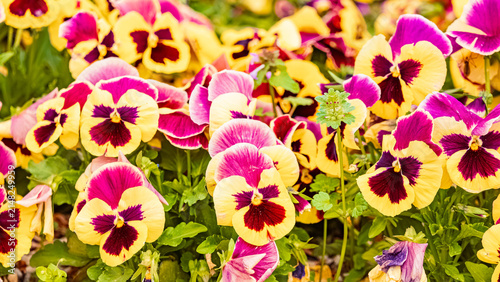 Viola, violet, at Therme Bad Griesbach im Rottal, Passau, Bavaria, Germany, on a sunny day in summer
