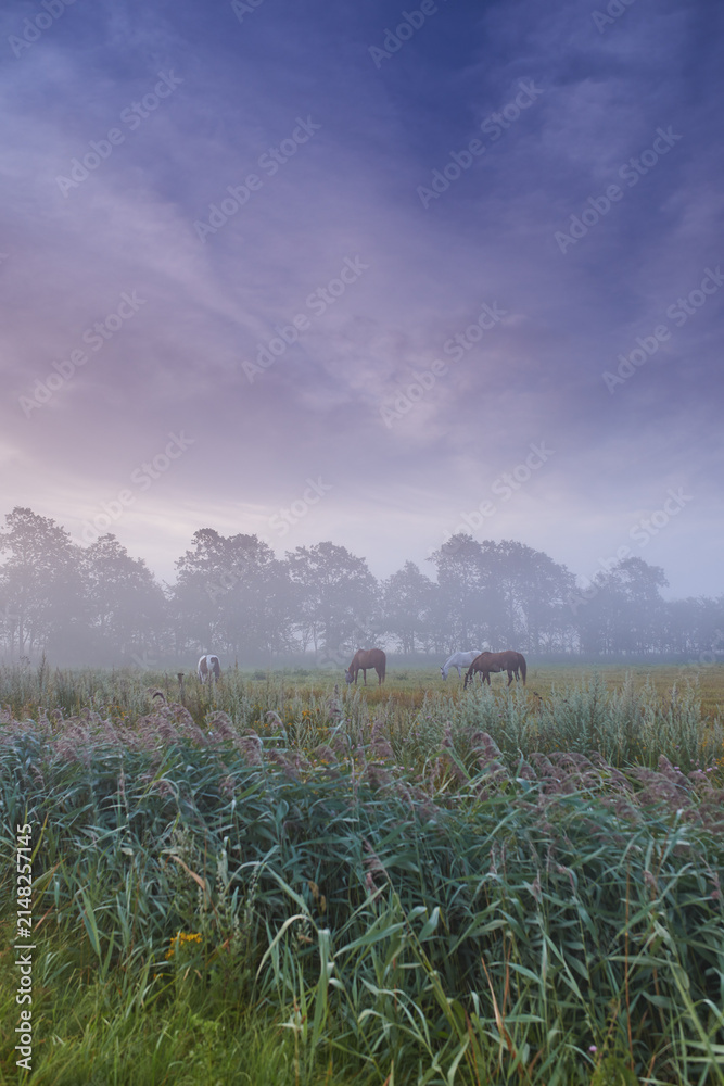 Obraz premium Farm, nature and horses with mist, fog and calm with countryside and landscape. Field, sky and ecology for growth, carbon capture and serenity with peaceful meadow and harvest with animals or pasture