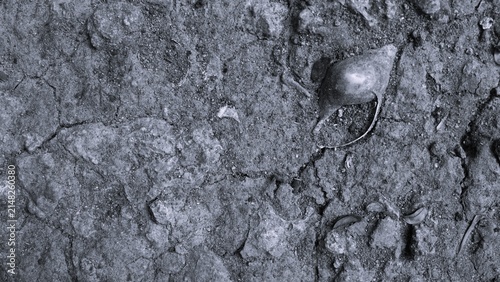Fotografie A close-up shot of dry soil texture featuring an empty fossilized shell