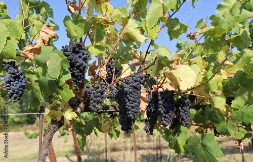 Foto Bunches of Pinot noir, red wine grape, hanging on vine at the end of summer