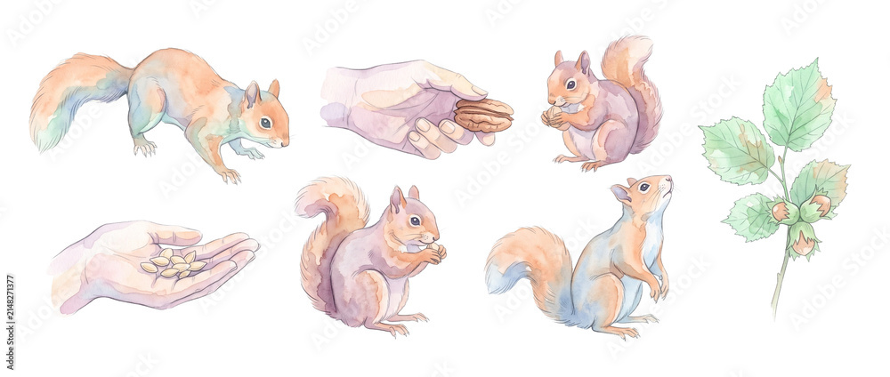 Obraz premium Squirrel watercolor clipart set featuring cute wild squirrels feeding on nuts and seeds from human hands with hazelnut branch isolated on black background for autumn design and nature craft projects