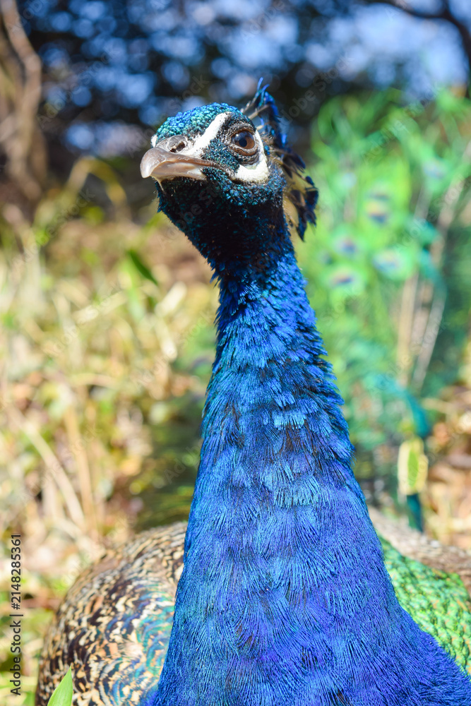 Obraz premium 雨引観音に佇むインドクジャクのアップと鮮やかな青い羽毛