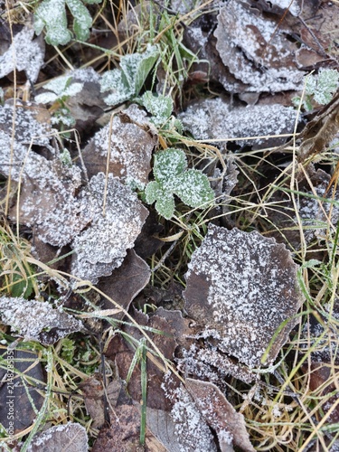 Frosty brown and green leaves on ground