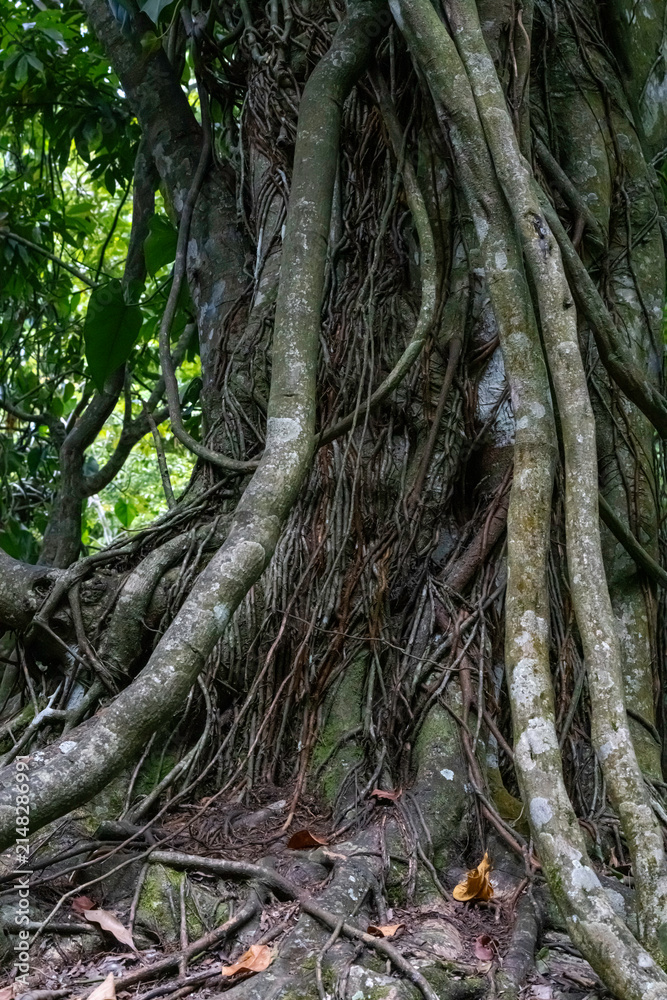 Fototapeta premium Intricate aerial roots and thick vines wrapped around an ancient banyan tree trunk in a tropical forest
