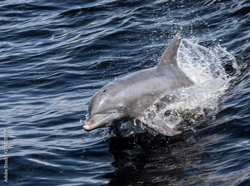 Foto dolphin gliding in the water