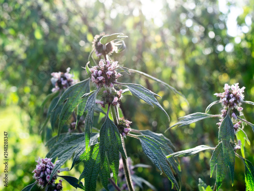 Motherwort Leonurus cardiaca growing in a garden, trees on sunlight on a background, closeu