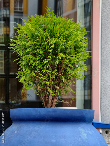 Thuja occidentalis is a coniferous evergreen plant, often used in ornamental gardening.