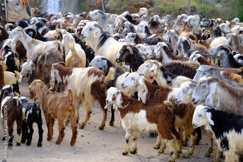 herd of goats and sheep
