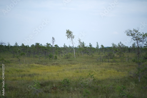 Foto Open wetland landscape with scattered small trees and a taller leaning tree rising from mossy ground under soft blue daylight