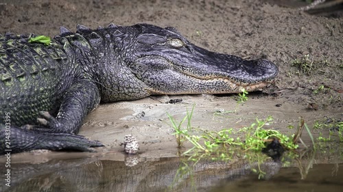 Large American alligator resting peacefully with its eyes closed on a muddy riverbank. The reptile's scaly skin and snout are in close focus