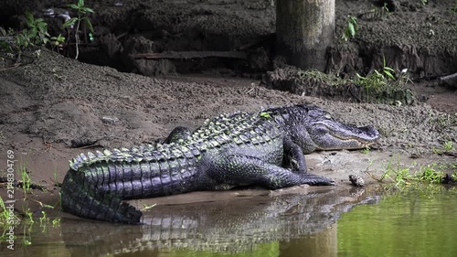 Large American alligator basking in the sun on a muddy riverbank. Its reflection appears in the calm water of the swamp or river