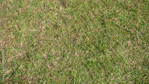 Green grass field texture with dry patches.