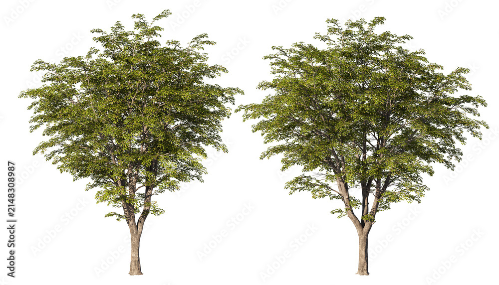 Fototapeta premium Big tree on a transparent background