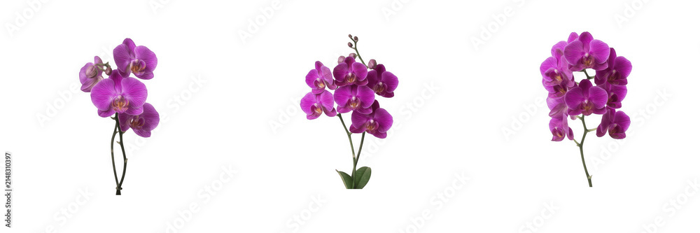 Fototapeta premium Purple Phalaenopsis Orchid Flowers PNG Clipart Set, Magenta Orchid Stems & Blossom Branches, Exotic Tropical Floral Design Element for Wedding Invitations, Sublimation & Scrapbooking Transparent PNG