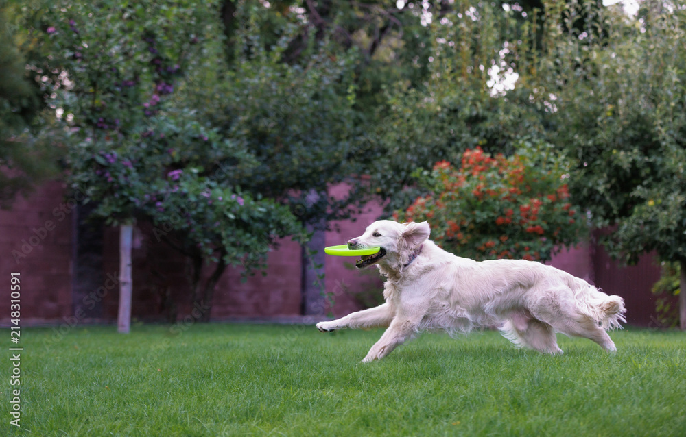 Fototapeta premium Golden Retriever dog Running with Flying Disc in Green Park Copy Space