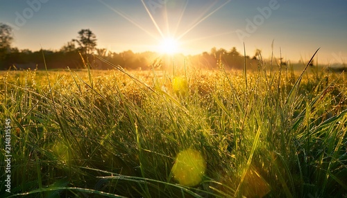 Sunlight Shining Through Grass In A Field At Sunrise With Lens Flare And Bokeh Effects