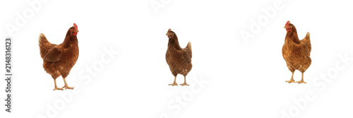 Three Standing Brown Hen Chicken PNG Cutout | Farm Animal Row Set Isolated on Transparent Background for Poultry Farming Design, Organic Eggs Promo, Agriculture Graphic Element, Livestock Asset