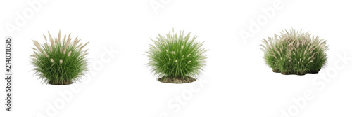 Set of three ornamental green grass bushes with fluffy seed heads and flower spikes isolated on a clean white background, perfect for landscaping designs, garden banners, and nature graphics