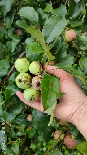Gardener holding cluster of apples with fruit rot disease