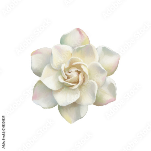 Beautiful Delicate White Gardenia Flower Blossom Blooming