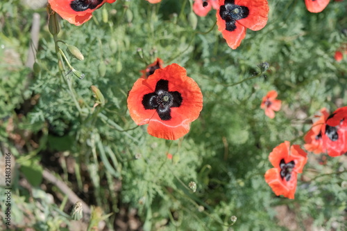 Red poppy on a green background. blooming spring field with red poppy flowers on a green field